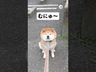 【ループ不可避】ずっと見ていたい拒否柴｜PECO