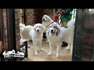 雨で1日犬舎に居たのでお散歩がとても嬉しいアランとベルとリリーです　Great Pyrenees　グレートピレニーズ