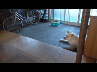 【秋田犬ゆうき】良かれと思い扇風機を準備したらまだ早いとやんわり拒否されてしまう【akita dog】