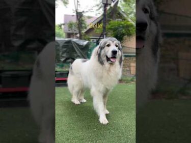 Belle ベル #greatpyrenees #todaysrunrun #グレートピレニーズ #今日のルンルン