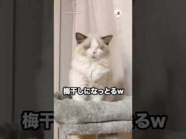 寝起きのお顔が梅干し｜PECO