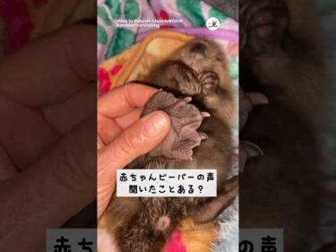 【保護ビーバー】赤ちゃんの声がかわいすぎる！｜PECO