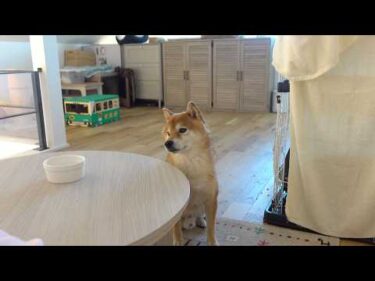 保護猫の譲渡活動も終わり、柴犬は切ない動きを見せました。