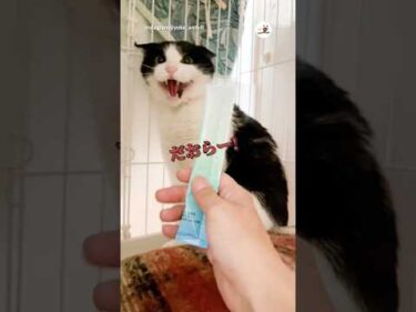 シャー猫が戸惑いながらも懐柔されていく｜PECO #shorts
