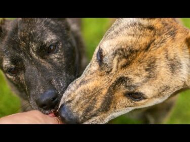 愛犬の写真集を作ろう！