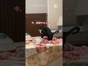 猫マッサージで仕上がってた娘｜PECO #shorts