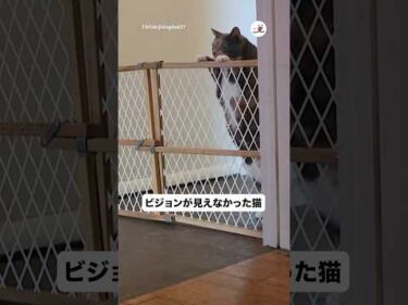 猫はいける高さじゃないのか！？｜PECO