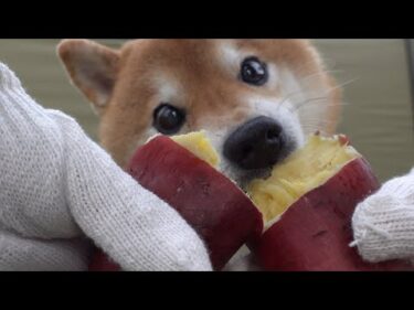 【大好きなママと】柴犬がキャンプごっこしたらハプニング連発する事態にw