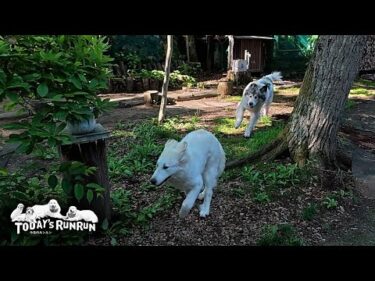 来る日も来る日も毎日が大運動会なベルとリリーです　Great Pyrenees　グレートピレニーズ