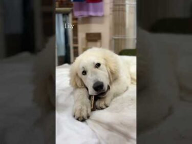 Lily リリー #greatpyrenees #todaysrunrun #グレートピレニーズ #今日のルンルン