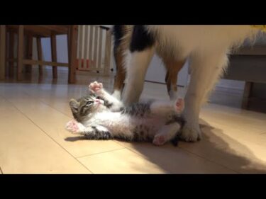 ぼくのほうが強いんだぞぉ～！！な子猫　A kitten that seems to be saying I am stronger