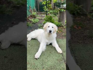 Lily リリー #greatpyrenees #todaysrunrun #グレートピレニーズ #今日のルンルン