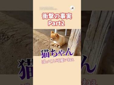 【衝撃の事実Part2】まさかの猫ちゃん😂 YouTube@すけさんかくさんファミリー  ​｜PECO