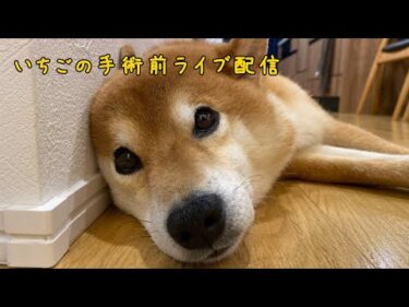 柴犬いちごの手術前配信（明後日の予定だよ）