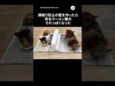 横取り防止の壁を作ったら……🍜｜PECO