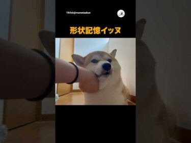 【柴犬】肉厚すぎて形が残った｜PECO