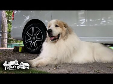 爽やかな初夏をそれぞれの場所で楽しむお父さんとアランとベルとリリー　Great Pyrenees　グレートピレニーズ