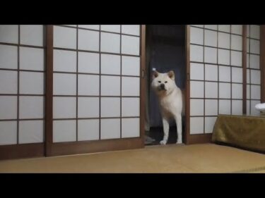 【秋田犬ゆうき】仏壇を拝みに行く日もあれば顔だけ見せて終わりの日もたまにある【akita dog】