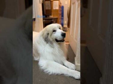 Alain アラン #greatpyrenees #todaysrunrun #グレートピレニーズ #今日のルンルン