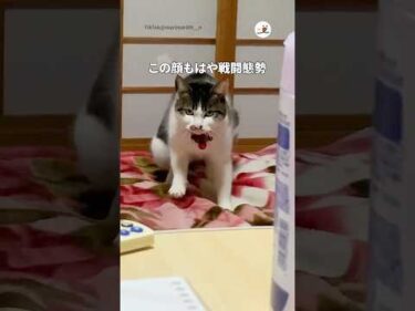 遊びじゃないフミフミ｜PECO #shorts