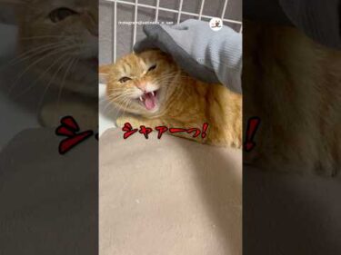 【保護猫】複雑だけど、悪くない｜PECO