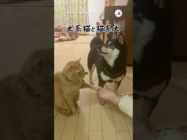 犬系猫🐱と猫系犬🐶｜PECO