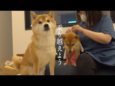 柴犬、明日手術へ。
