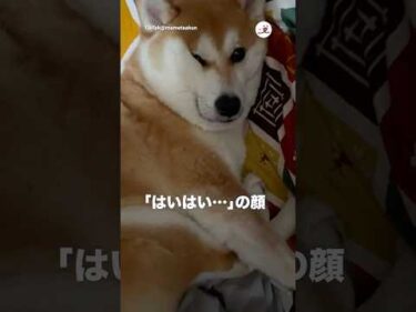柴犬「そんなことで起こすなや」｜PECO
