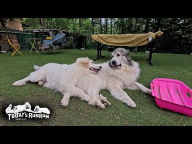 リリーからしつこく絡まれても根気よく相手をしているベルです　Great Pyrenees　グレートピレニーズ