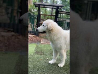 Lily リリー #greatpyrenees #todaysrunrun #グレートピレニーズ #今日のルンルン