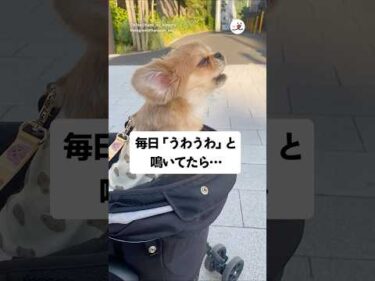 赤ちゃん👶🏻初めて喋った言葉「犬語」！？｜PECO