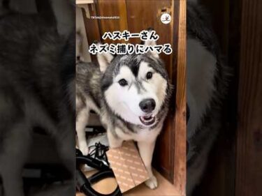 ネズミ用なんだけど…｜PECO