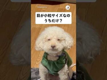 目が小さいおじいちゃんトイプードルが可愛い｜PECO