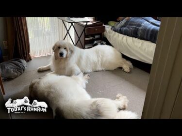 外は暑いので涼しいお父さんの部屋に集まるアランとベルとリリーです　Great Pyrenees　グレートピレニーズ