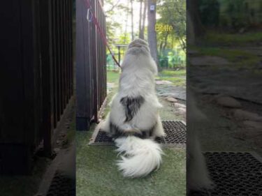 Belle ベル #greatpyrenees #todaysrunrun #グレートピレニーズ #今日のルンルン