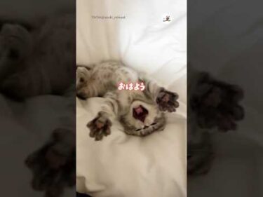 寝起きの子猫が可愛すぎる件💓｜PECO #shorts