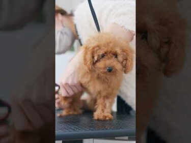 生後３ヶ月のトイプードル、初めてのトリミング/ 3-Month-Old Toy Poodle’s First Grooming #トリミング #子犬 #asmr #puppy  #犬のいる暮らし