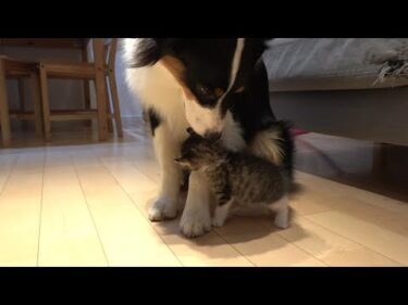 ソファの下に身を潜め、こっそり犬を襲撃する