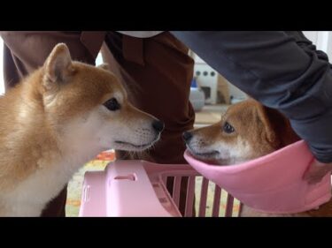 柴犬は妹が手術で不在になると‥まるで別人になりました。