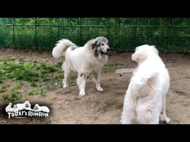 寝てたのに…リリーに絡まれたので反撃して追いかけ回したベルです　Great Pyrenees　グレートピレニーズ