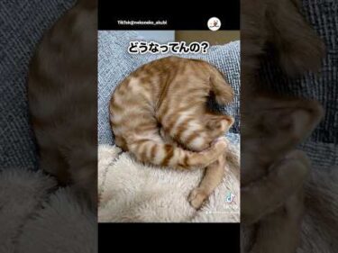 【UMA？】寝相悪くて不思議生物｜PECO