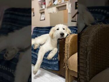 Lily リリー #greatpyrenees #todaysrunrun #グレートピレニーズ #今日のルンルン