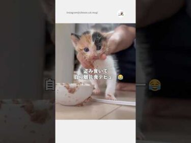 顔までドロドロな子猫ちゃん😅｜PECO #shorts