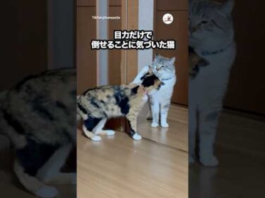 【先住猫】戦わずして勝利する猫｜PECO