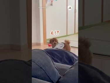 おもちゃ投げた後、隠れてみたら…｜PECO