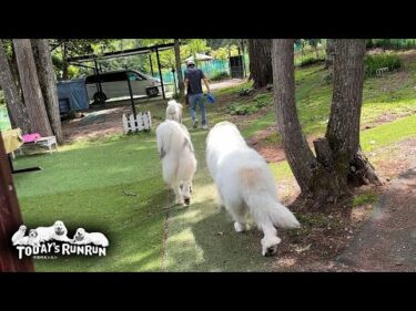ルンルン号まで行くけど…なかなか乗り込まないアランとベルとリリーです　Great Pyrenees　グレートピレニーズ
