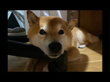 夜のライブ配信📺おつかれたぬぅ