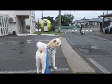 【秋田犬ゆうき】前から気になってた黒毛のトイプードルちゃんにどうやら彼氏が出来たらしい【akita dog】