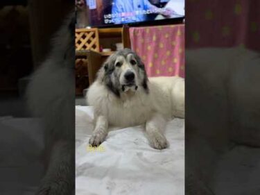 Belle ベル #greatpyrenees #todaysrunrun #グレートピレニーズ #今日のルンルン