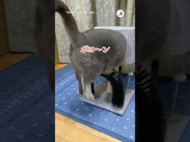 キャットタワーに入れなかった猫｜PECO #shorts
